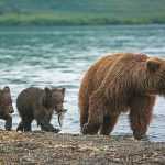 Опасная охота на медведя на Камчатке
